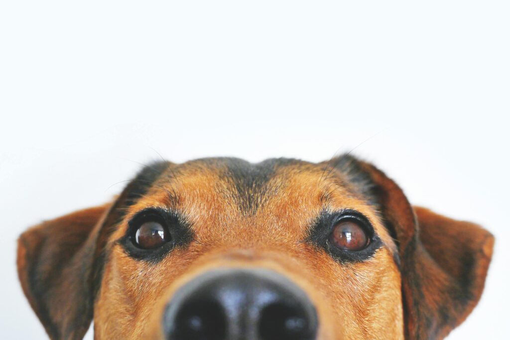 pexels-photo-406014-406014 Closeup Photo of Brown and Black Dog Face